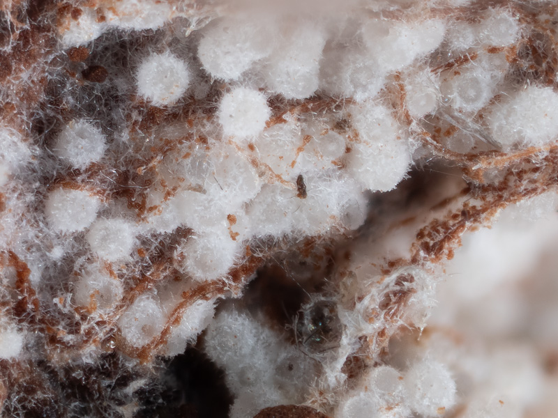 Sporophagomyces chrysostomus